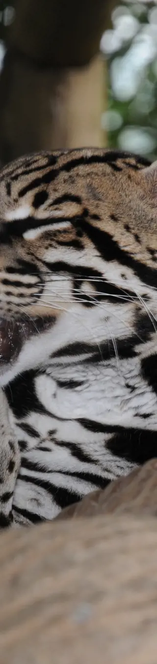 Der Ozelot ist eine faszinierende, mittelgrosse und nachtaktive Raubkatze und kaum auf freier Wildbahn anzutreffen.
